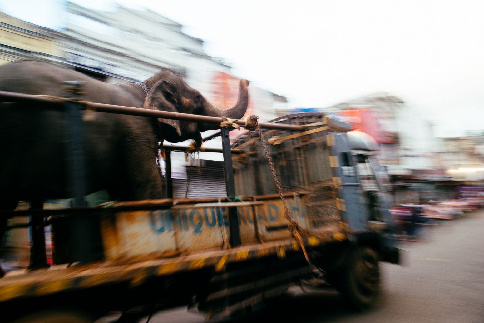 An elephant driven to Kandy Tooth Temple before the Perahera festival, Kandy, Sri Lanka